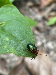 Chalcophana semirufa