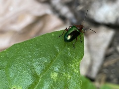 Chalcophana semirufa