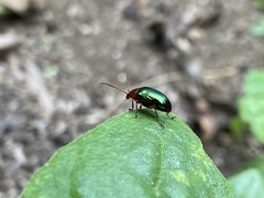 Chalcophana semirufa