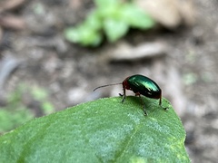 Chalcophana semirufa