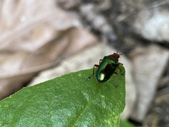 Chalcophana semirufa