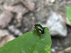 Chalcophana semirufa