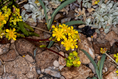 Ivesia lycopodioides
