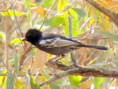 Melaniparus niger niger