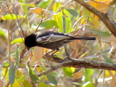Melaniparus niger niger