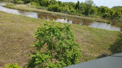 Ailanthus altissima