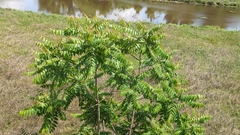Ailanthus altissima