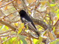 Melaniparus niger niger