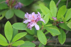 Rhododendron × hybridum