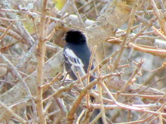 Melaniparus niger niger
