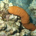Plump Sea Cucumber - Photo (c) JJ Jackson, some rights reserved (CC BY-NC), uploaded by JJ Jackson