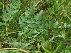 Peucedanum cervaria
