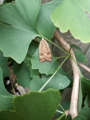 Noctua pronuba