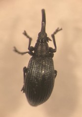Stenopterapion meliloti