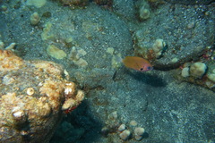 Pycnochromis pacifica