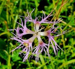 Dianthus superbus