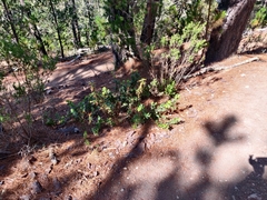 Arctostaphylos tomentosa hebeclada