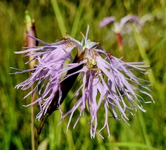 Dianthus superbus