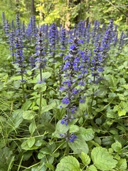 Ajuga reptans