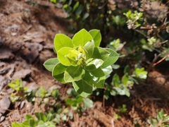 Arctostaphylos tomentosa hebeclada
