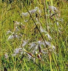 Dianthus superbus