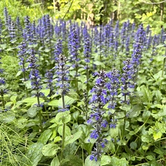 Ajuga reptans
