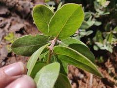Arctostaphylos tomentosa hebeclada