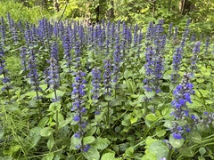 Ajuga reptans