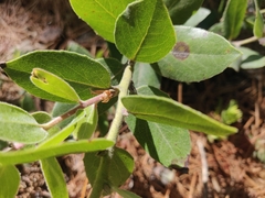 Arctostaphylos tomentosa hebeclada