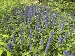 Ajuga reptans