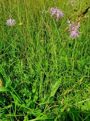 Dianthus superbus