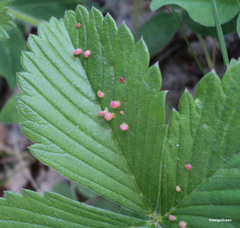 Phytoptus