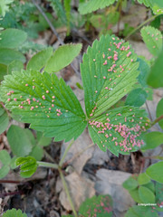 Phytoptus
