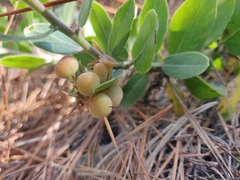 Arctostaphylos tomentosa hebeclada