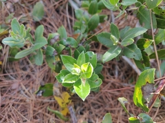 Arctostaphylos tomentosa hebeclada