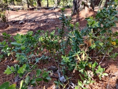 Arctostaphylos tomentosa hebeclada