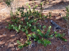 Arctostaphylos tomentosa hebeclada
