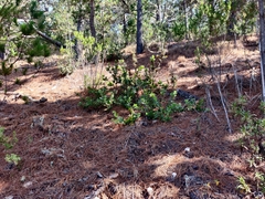 Arctostaphylos tomentosa hebeclada