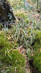Cladonia cenotea