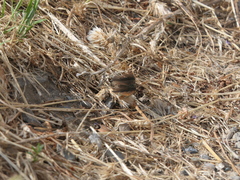 Hipparchia statilinus