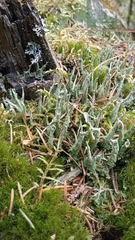 Cladonia cenotea