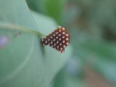 Epidaus