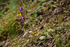 Orchis spitzelii