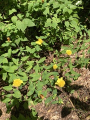 Hypericum lobocarpum