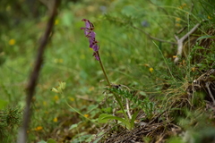 Orchis spitzelii