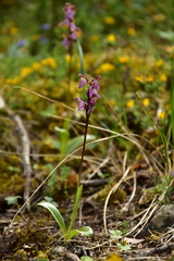 Orchis spitzelii