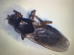 Coelopa