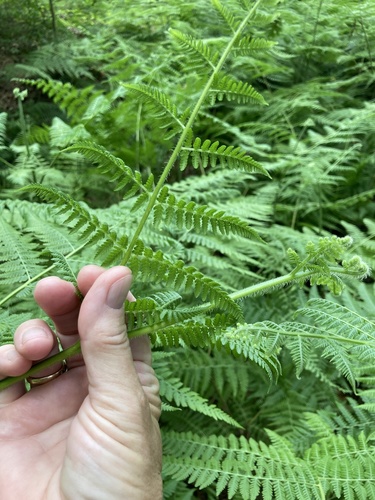 Hypolepis tenuifolia iNat (1)