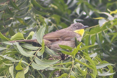 Yellow-Throated Greenbul photo 2