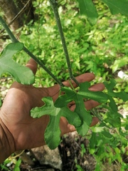 Cucurbita argyrosperma